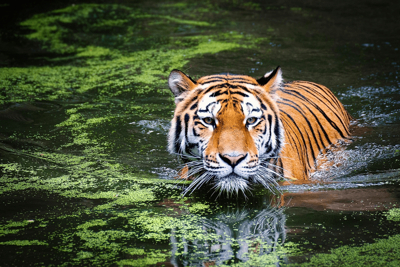 Jungle safari image 8