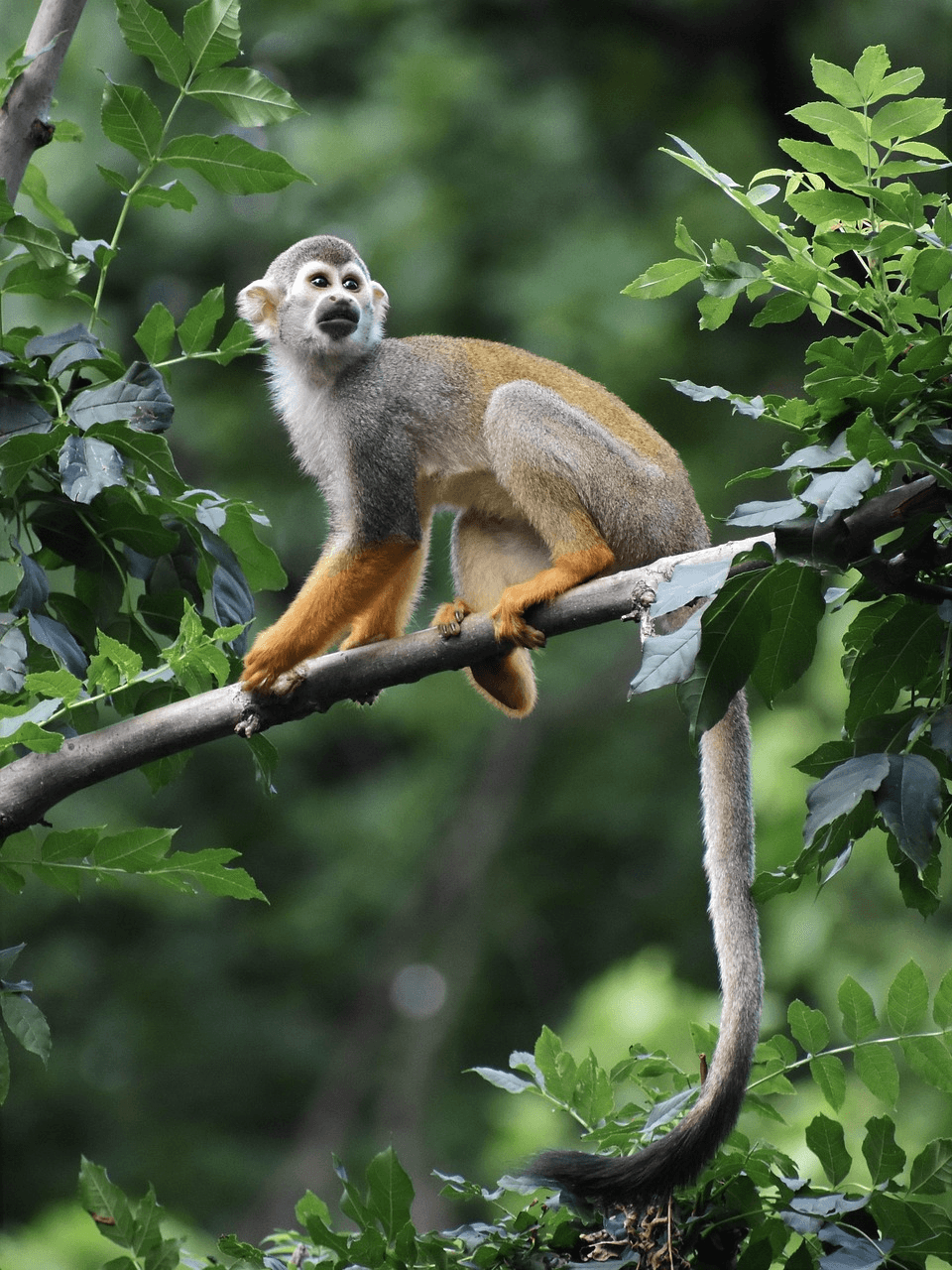 Jungle safari image 9